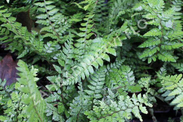 Kapradina makinoi - Polystichum makinoi