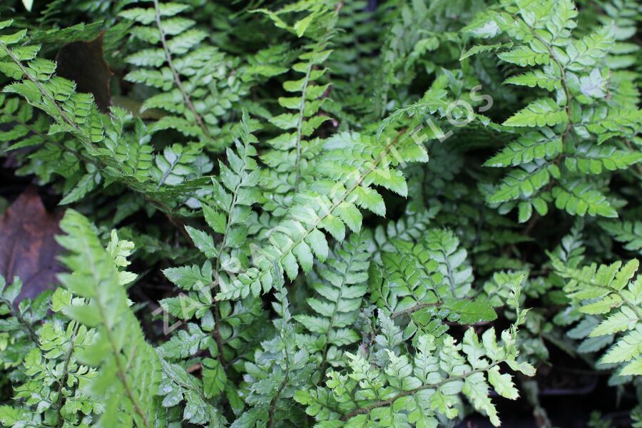 Kapradina makinoi - Polystichum makinoi