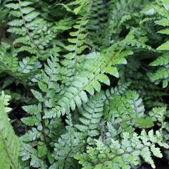 Kapradina makinoi - Polystichum makinoi