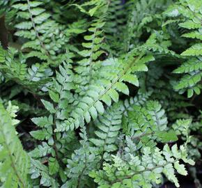 Kapradina makinoi - Polystichum makinoi