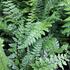 Polystichum makinoi_02.JPG