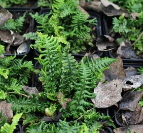 Kapraď rezavá 'Crispa Congesta' - Dryopteris affinis 'Crispa Congesta'