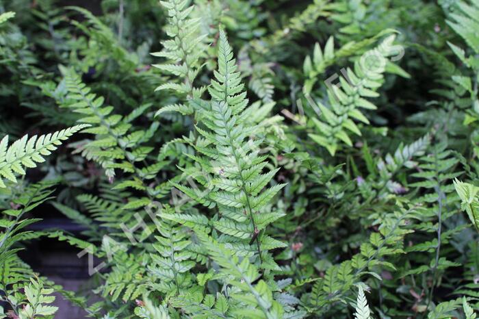 Kapradina - Polystichum tsus-simense