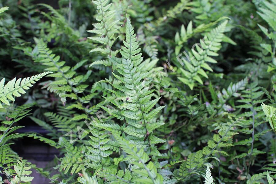 Kapradina - Polystichum tsus-simense