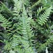 Kapradina - Polystichum tsus-simense