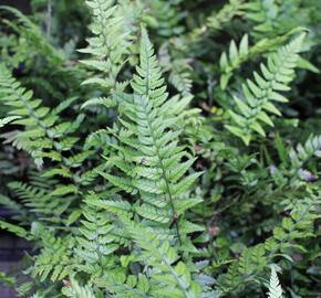 Kapradina - Polystichum tsus-simense