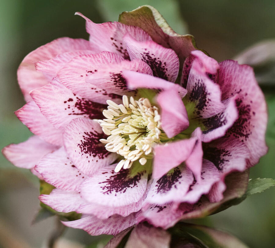 Čemeřice východní 'Double Pink Spotted' - Helleborus orientalis 'Double Pink Spotted'