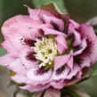 Čemeřice východní 'Double Pink Spotted' - Helleborus orientalis 'Double Pink Spotted'