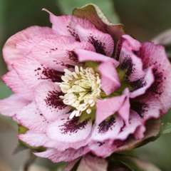 Čemeřice východní 'Double Pink Spotted' - Helleborus orientalis 'Double Pink Spotted'