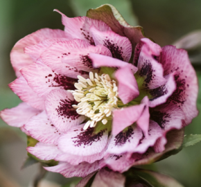 Čemeřice východní 'Double Pink Spotted' - Helleborus orientalis 'Double Pink Spotted'