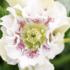 Helleborus orientalis 'Double White Spotted'.png