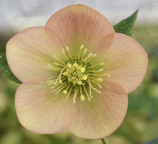 Čemeřice východní 'Apricot' - Helleborus orientalis 'Apricot'