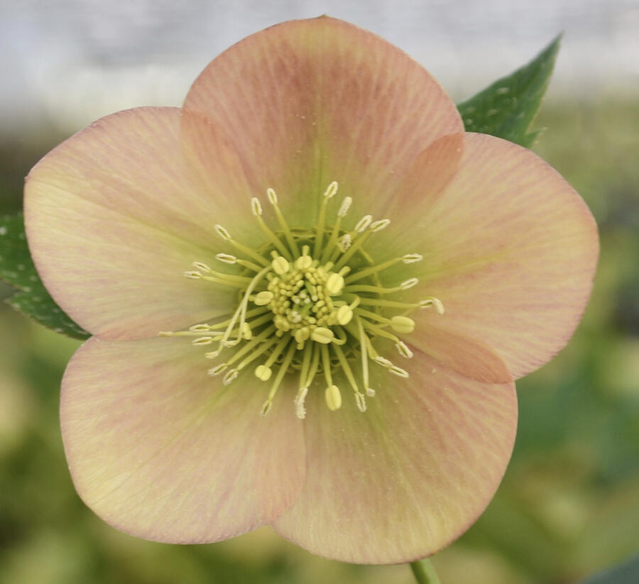 Čemeřice východní 'Apricot' - Helleborus orientalis 'Apricot'