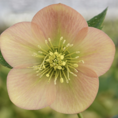 Čemeřice východní 'Apricot' - Helleborus orientalis 'Apricot'