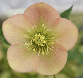 Čemeřice východní 'Apricot' - Helleborus orientalis 'Apricot'