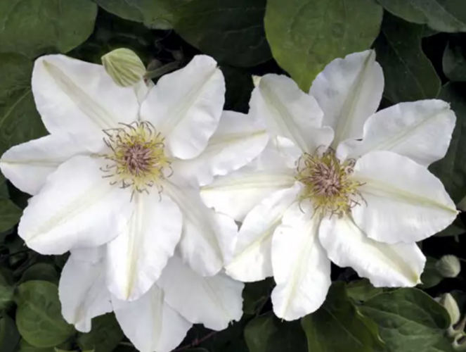 Plamének 'Jerzy Popiełuszko' - Clematis 'Jerzy Popiełuszko'