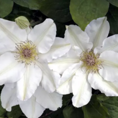 Plamének 'Jerzy Popiełuszko' - Clematis 'Jerzy Popiełuszko'