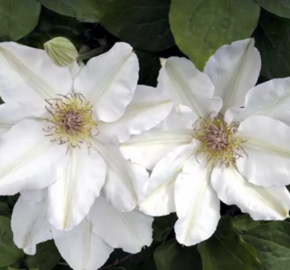 Plamének 'Jerzy Popiełuszko' - Clematis 'Jerzy Popiełuszko'