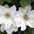 Clematis 'Jerzy Popiełuszko'.png