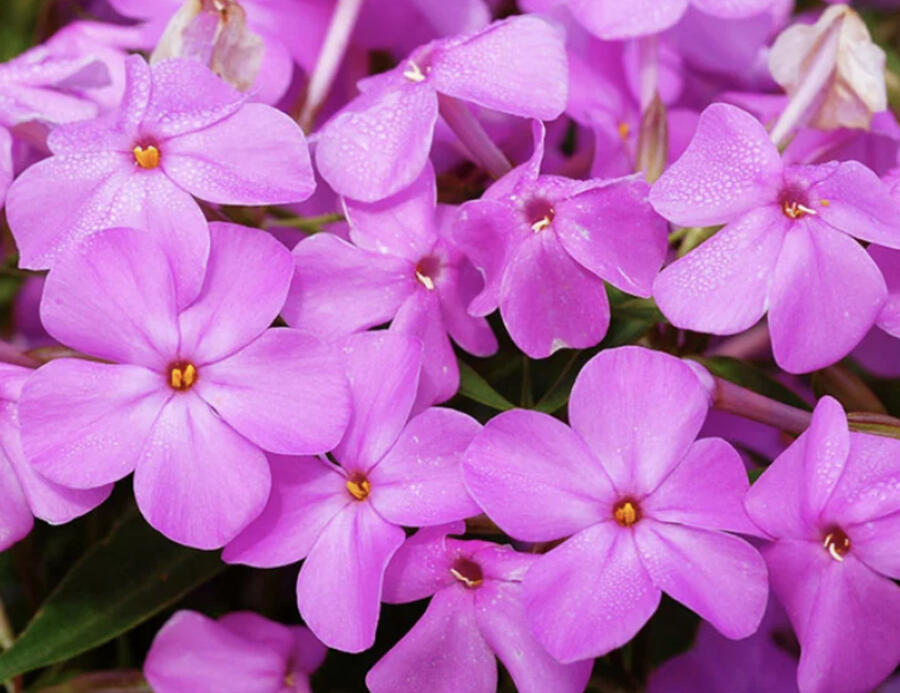 Plamenka 'Forever Pink' - Phlox 'Forever Pink'