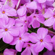 Plamenka 'Forever Pink' - Phlox 'Forever Pink'