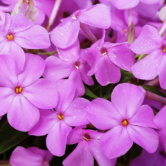 Plamenka 'Forever Pink' - Phlox 'Forever Pink'