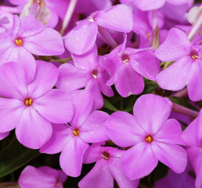 Plamenka 'Forever Pink' - Phlox 'Forever Pink'