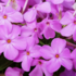 Phlox 'Forever Pink'.png