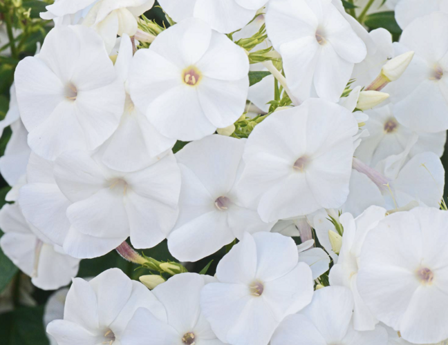 Plamenka latnatá 'Adessa White' - Phlox paniculata 'Adessa White'