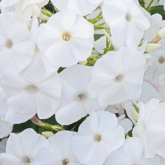 Plamenka latnatá 'Adessa White' - Phlox paniculata 'Adessa White'