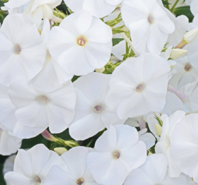 Plamenka latnatá 'Adessa White' - Phlox paniculata 'Adessa White'