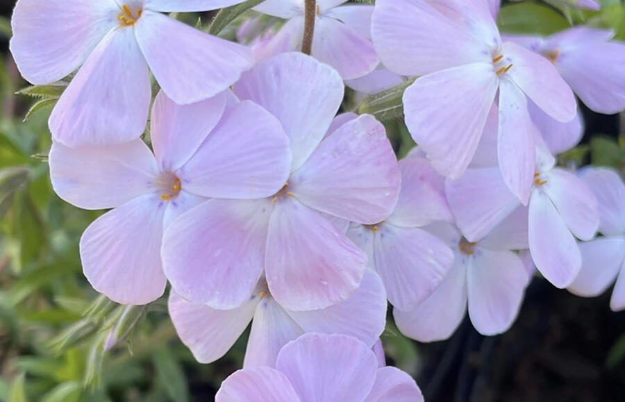 Plamenka 'Woodlander Lilac' - Phlox hybrida 'Woodlander Lilac'