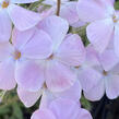 Plamenka 'Woodlander Lilac' - Phlox hybrida 'Woodlander Lilac'