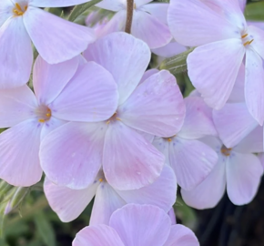 Plamenka 'Woodlander Lilac' - Phlox hybrida 'Woodlander Lilac'