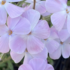 Phlox hybrida 'Woodlander Lilac'.png