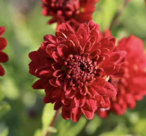 Listopadka indická 'Brockenfeuer' - Dendranthema indicum 'Brockenfeuer'