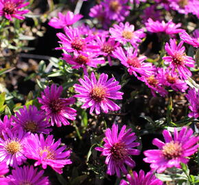 Hvězdnice keříčkovitá 'Starlight' - Aster dumosus 'Starlight'