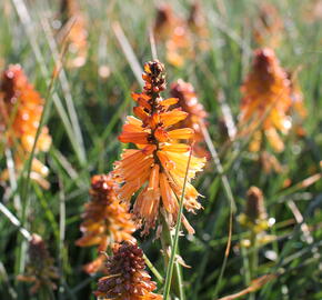 Kleopatřina jehla 'Poco Orange' - Kniphofia uvaria 'Poco Orange'