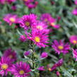 Hvězdnice novobelgická 'Crimson Brocade' - Aster novi-belgii 'Crimson Brocade'