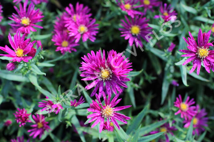 Hvězdnice novobelgická 'Crimson Brocade' - Aster novi-belgii 'Crimson Brocade'