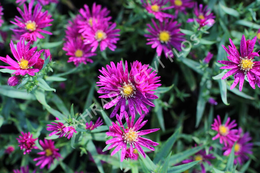 Hvězdnice novobelgická 'Crimson Brocade' - Aster novi-belgii 'Crimson Brocade'