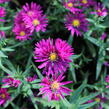 Hvězdnice novobelgická 'Crimson Brocade' - Aster novi-belgii 'Crimson Brocade'