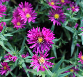 Hvězdnice novobelgická 'Crimson Brocade' - Aster novi-belgii 'Crimson Brocade'