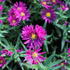 Aster novi-belgii 'Crimson Brocade'.JPG