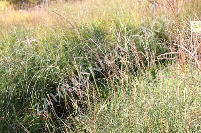 Ozdobnice čínská 'Yakushima Dwarf' - Miscanthus sinensis 'Yakushima Dwarf'