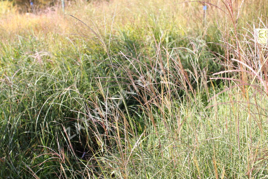 Ozdobnice čínská 'Yakushima Dwarf' - Miscanthus sinensis 'Yakushima Dwarf'