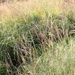 Ozdobnice čínská 'Yakushima Dwarf' - Miscanthus sinensis 'Yakushima Dwarf'