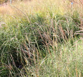 Ozdobnice čínská 'Yakushima Dwarf' - Miscanthus sinensis 'Yakushima Dwarf'