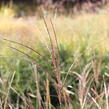 Ozdobnice čínská 'Yakushima Dwarf' - Miscanthus sinensis 'Yakushima Dwarf'