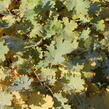 Makleja - Macleaya microcarpa (cordata)